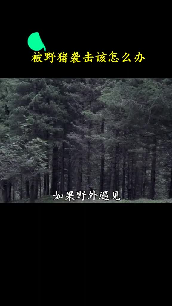 小野猪请在大野猪的陪伴下观看