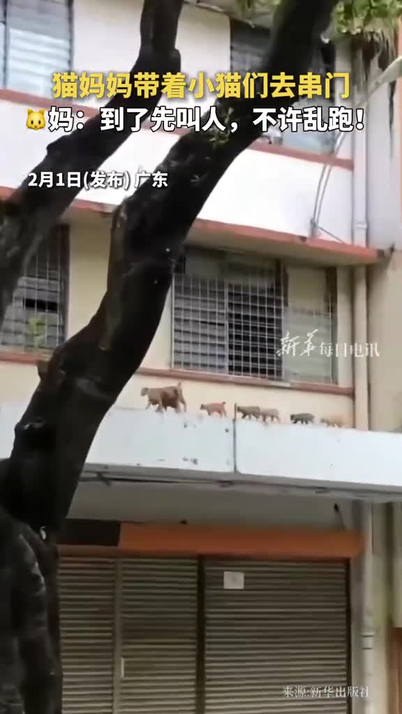 猫妈妈带着小猫们去串门妈到了先叫人不许乱跑