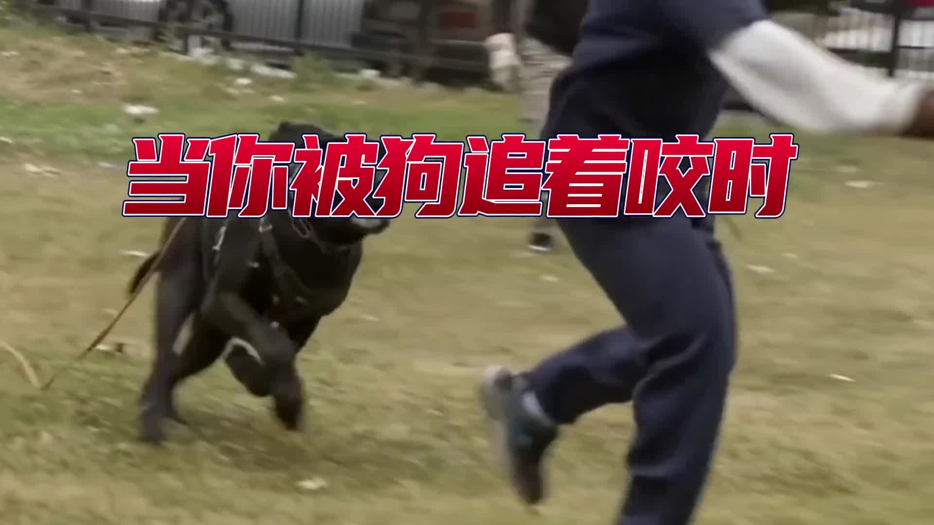 当你被恶犬追着咬时该如何自救学会这一招关键时刻能救命