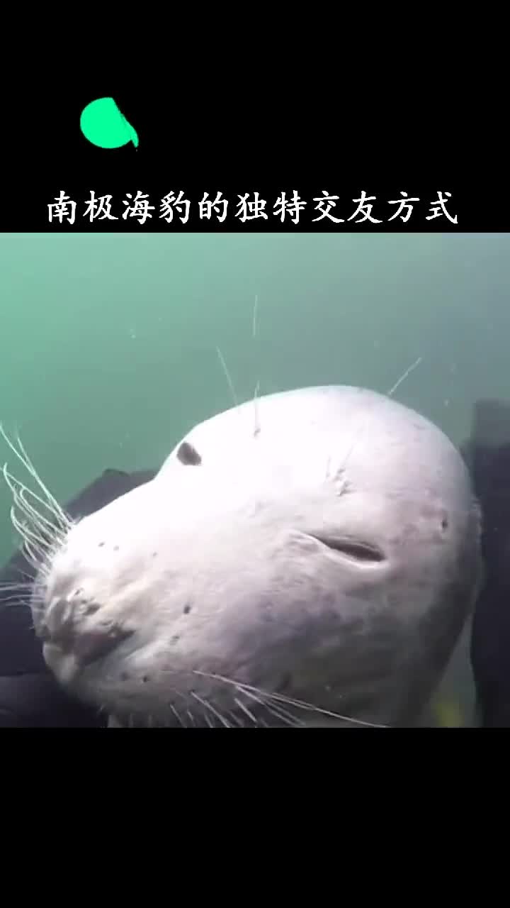 海豹交友失败这豹怎么不要我QQ