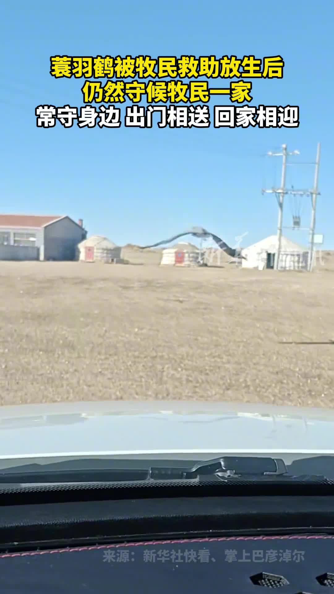 蓑羽鹤被牧民救助放生后仍然守候牧民一家常守身边出门相送回家相迎