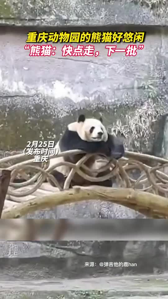 重庆动物园的熊猫好悠闲熊猫快点走下一批