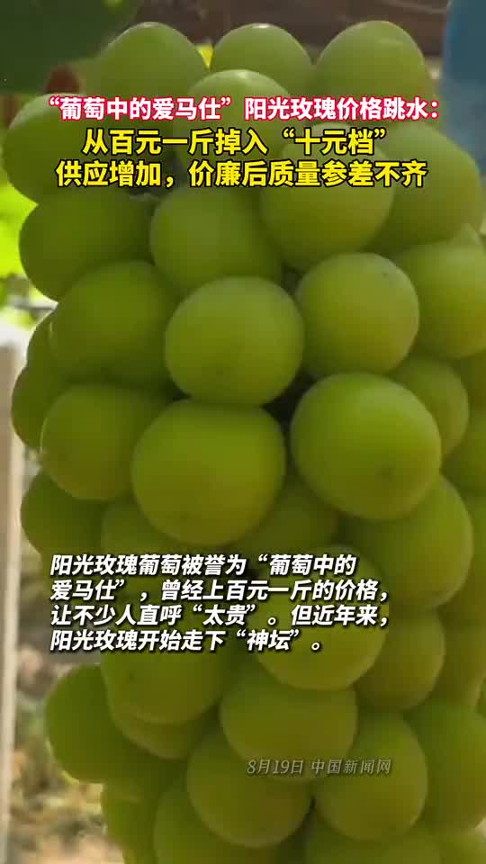 葡萄中的爱马仕阳光玫瑰价格跳水供应增加价廉后质量参差不齐