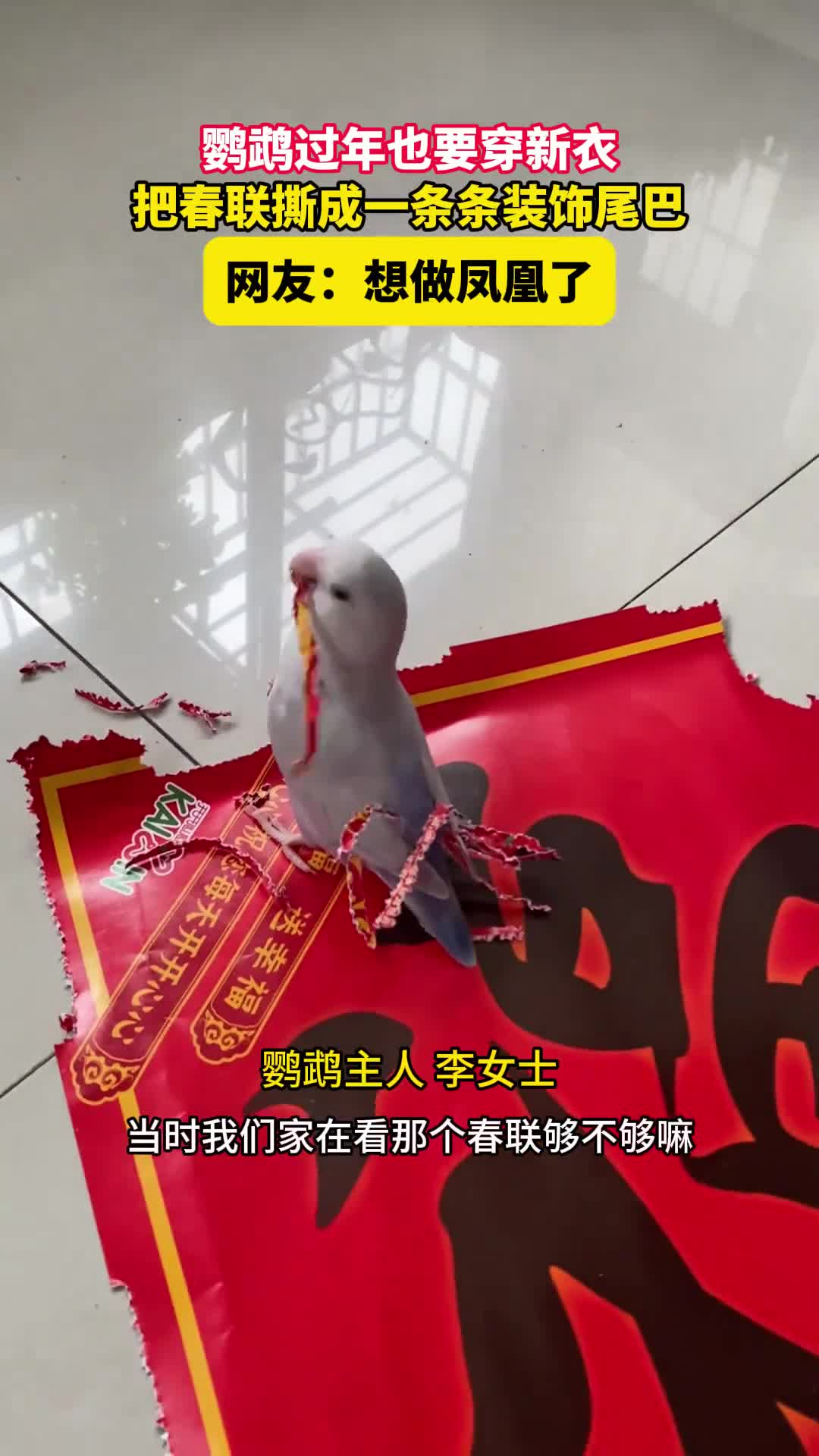 鹦鹉过年也要穿新衣把春联撕成一条条装饰尾巴新华社