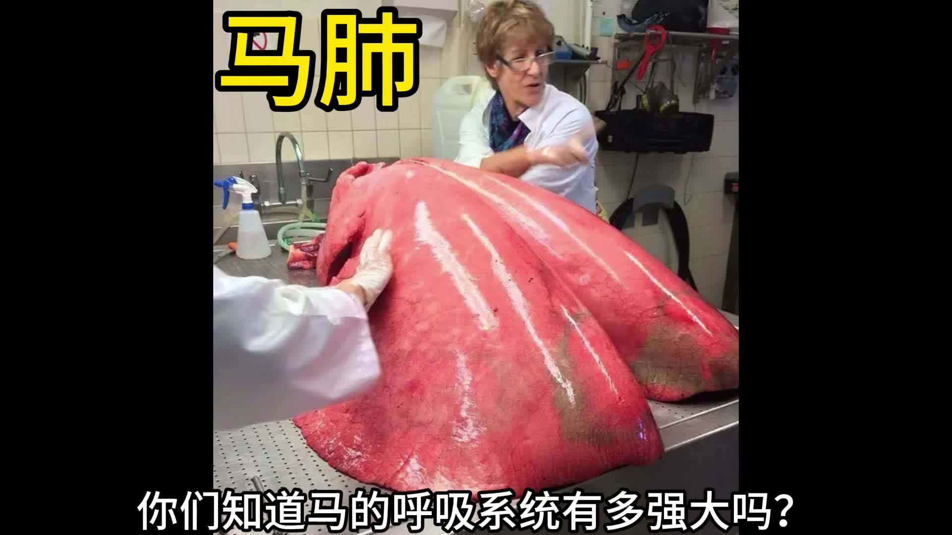 马的呼吸系统有多强大