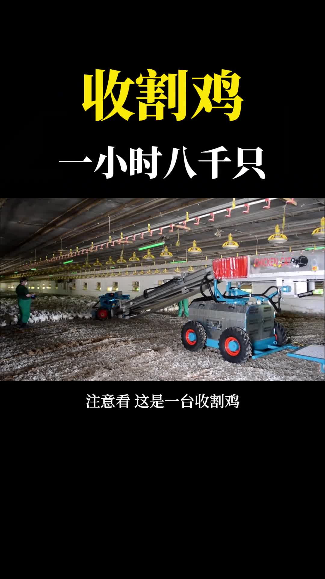 地毯式收割一小时能抓8000只鸡堪称收割鸡中的战斗机