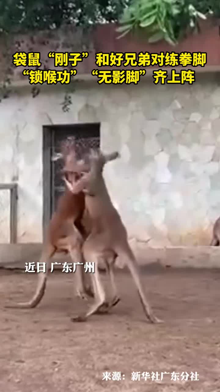 袋鼠刚子和好兄弟对练拳脚锁喉功无影脚齐上阵