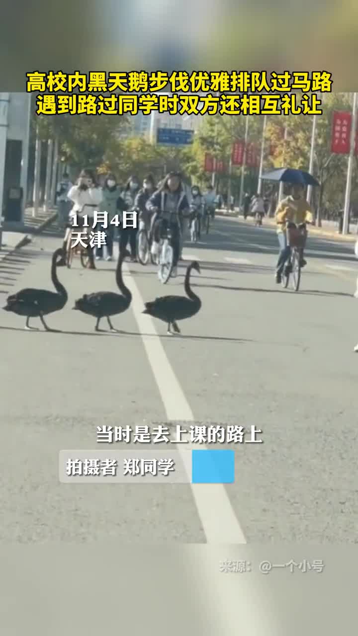 高校内黑天鹅步伐优雅排队过马路遇到路过同学时双方还相互礼让