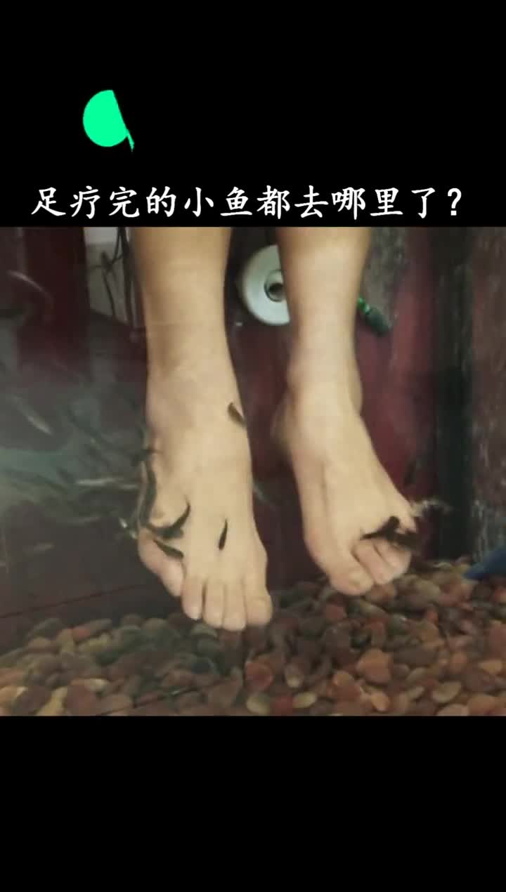 这些小鱼怎么看起来有点眼熟