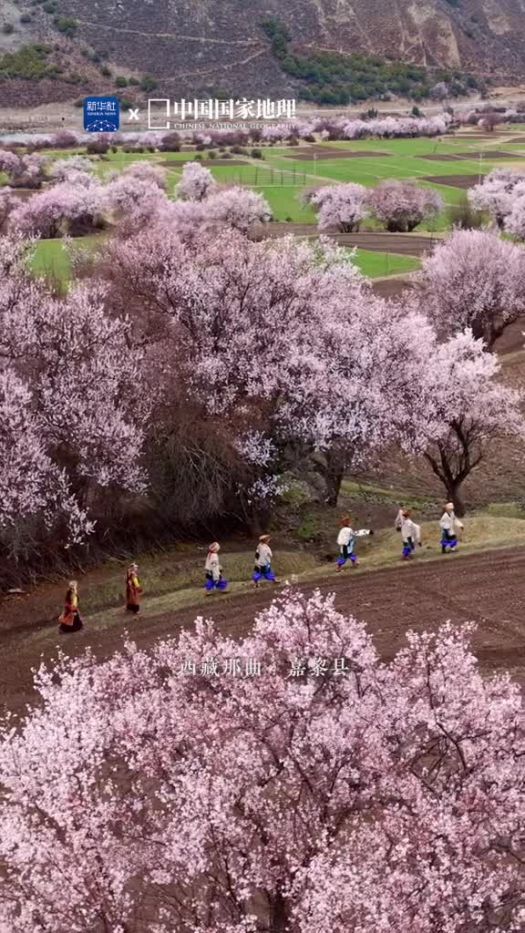 属于高原的春天究竟有多美高原春迟但花开有信应约而来的春风拂过万枝灼春融满树娇艳的红花绚烂迷人这里是位于西藏自治区那曲市东南部的嘉黎县映着雪山冰川的清冷容颜桃源秘境春在枝头花开正盛惹人心醉