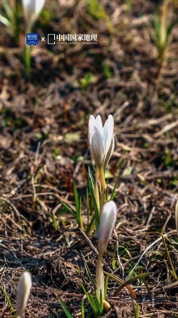 在新疆伊犁的那拉提草原白番红花成片绽放娇小但坚韧的花朵与壮丽的雪山遥相呼应构成了半山冰雪半山春的绝妙风光