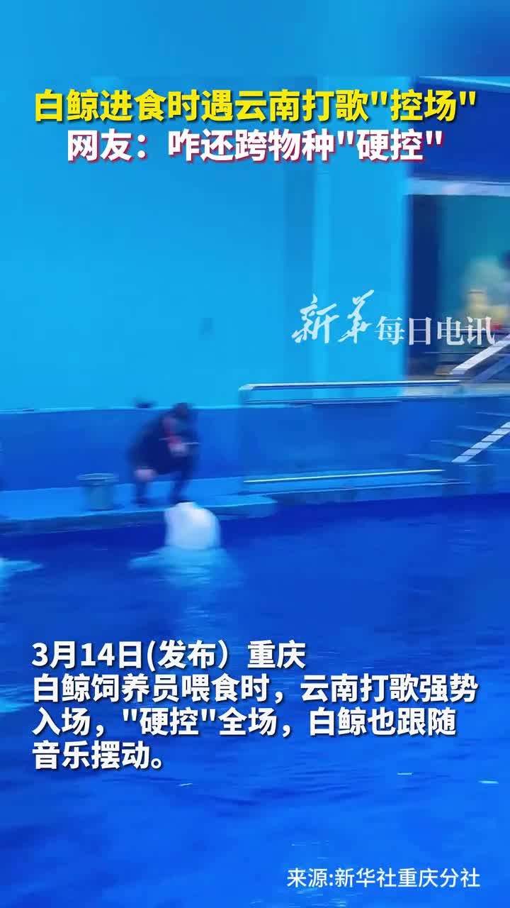 白鲸进食时遇云南打歌控场网友咋还跨物种硬控