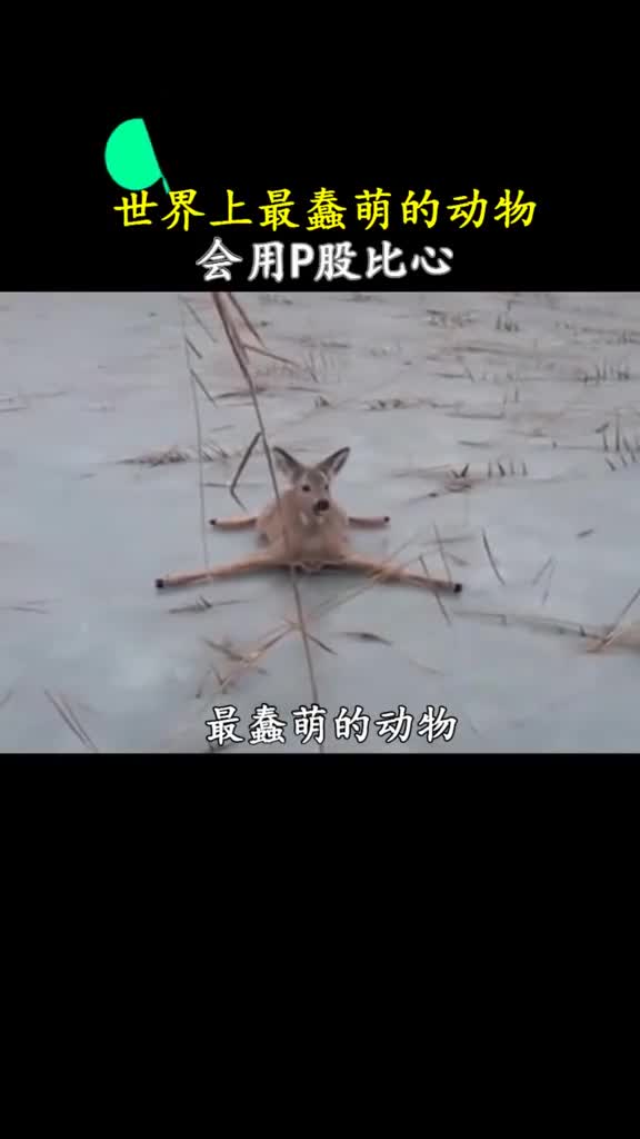 如果灰太狼看到这种羊估计能把牙给笑掉