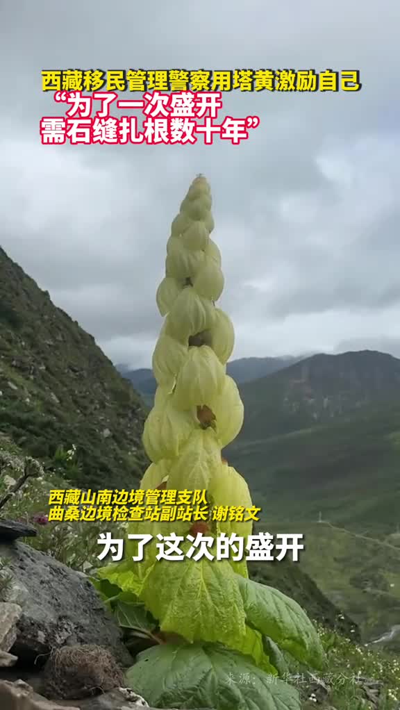 西藏移民管理警察用塔黄激励自己为了一次盛开需石缝扎根数十年