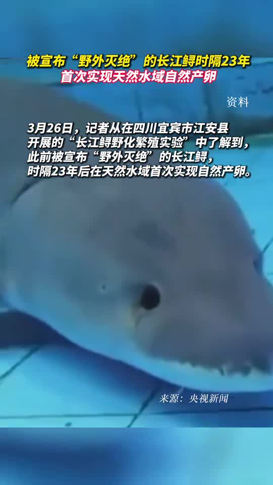 被宣布野外灭绝的长江鲟时隔23年首次实现天然水域自然产卵
