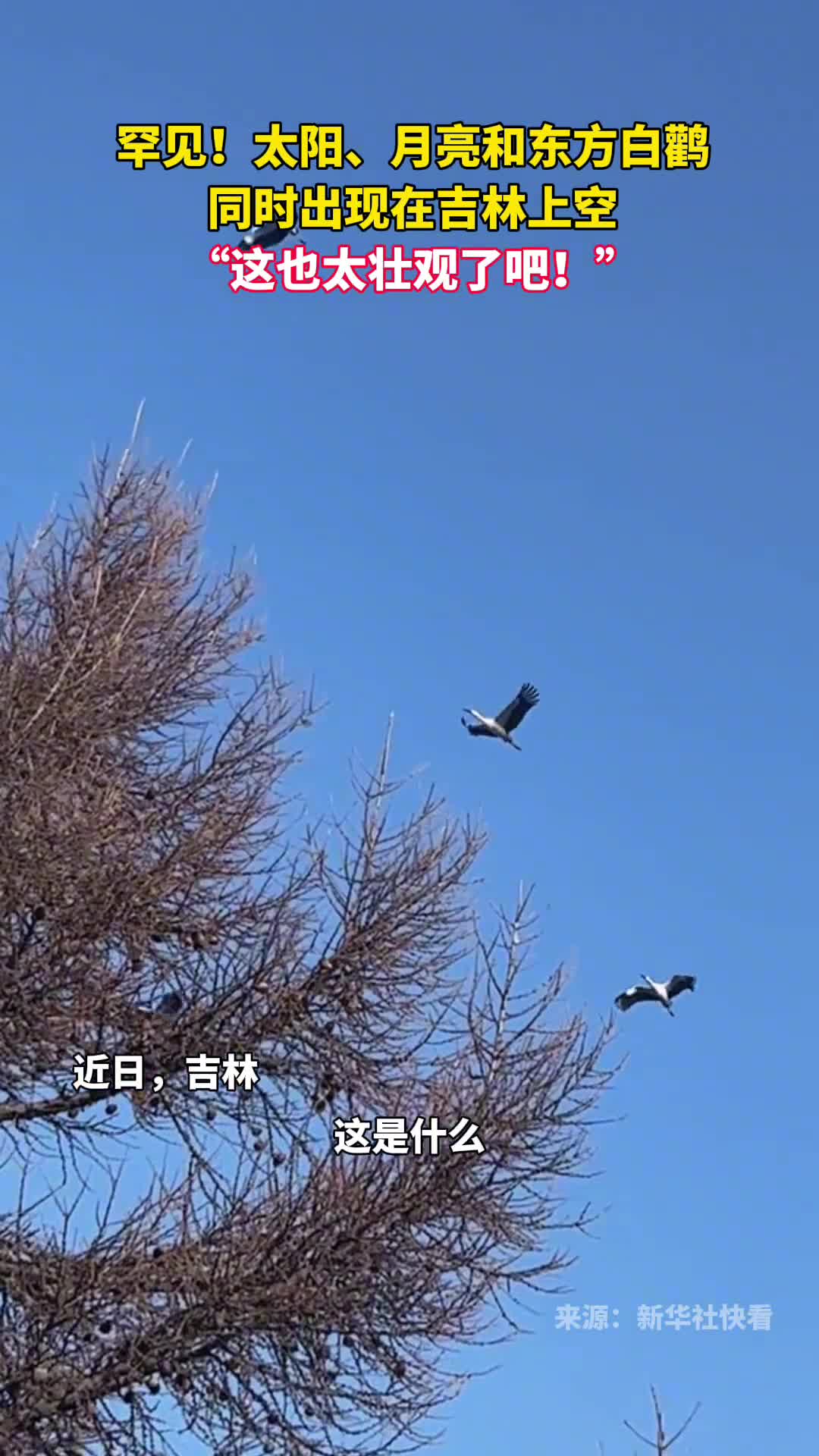 罕见太阳月亮和东方白鹳同时出现在吉林上空