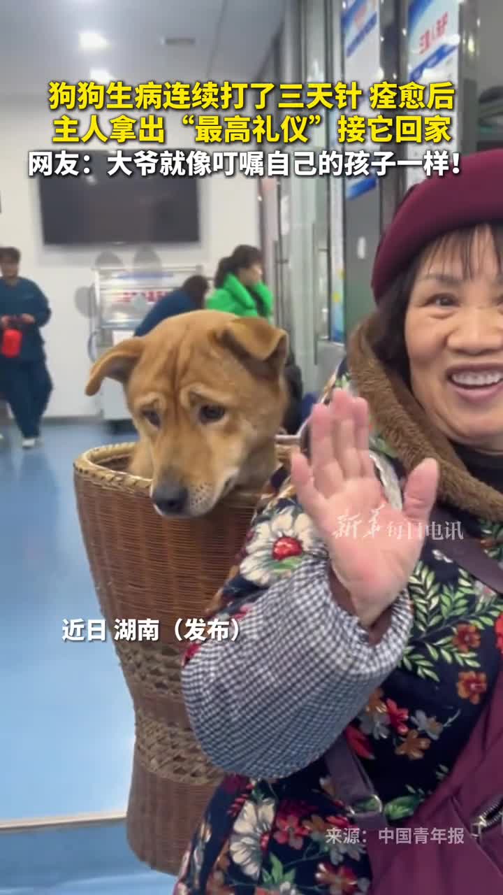 狗狗痊愈出院主人拿出最高礼仪接它回家