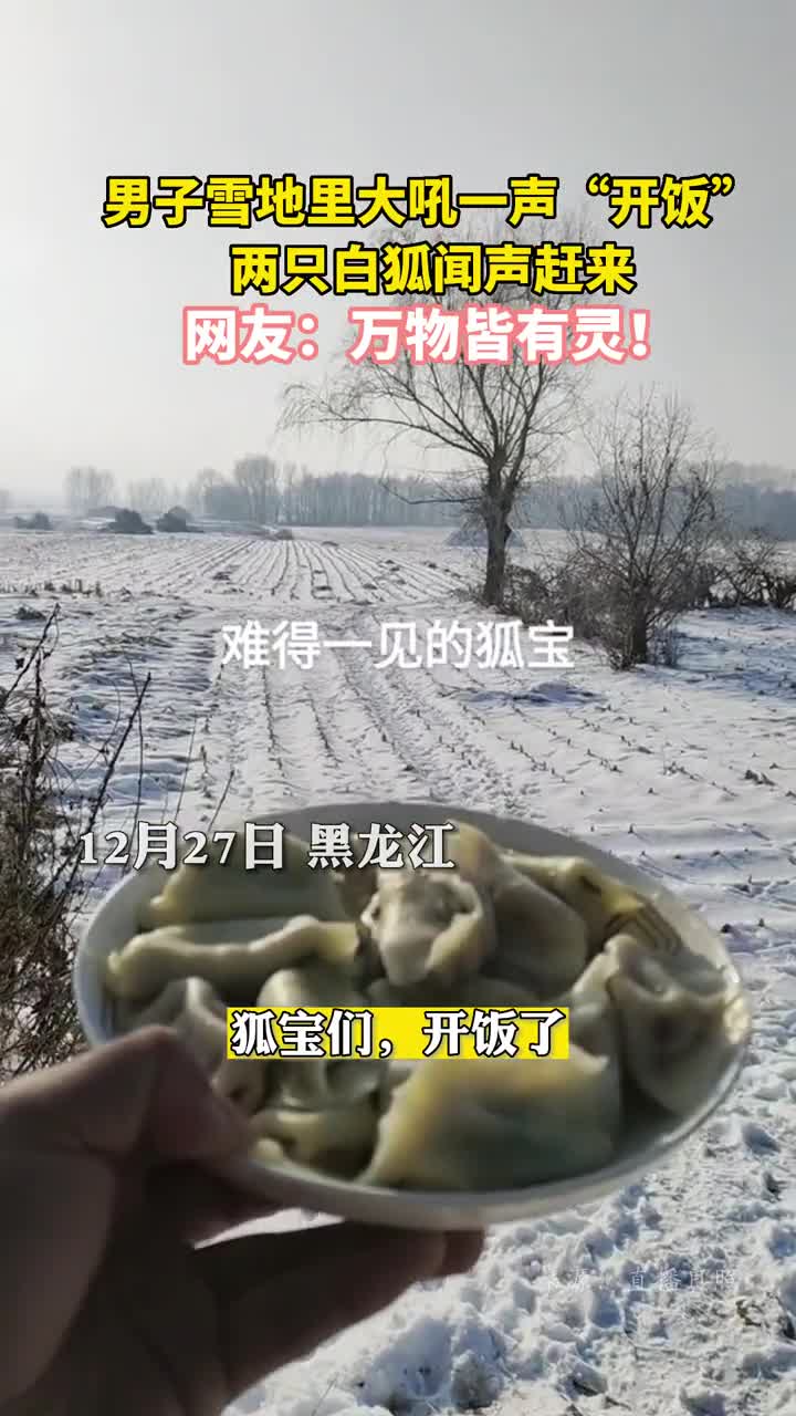 男子雪地里大吼一声开饭两只白狐闻声赶来