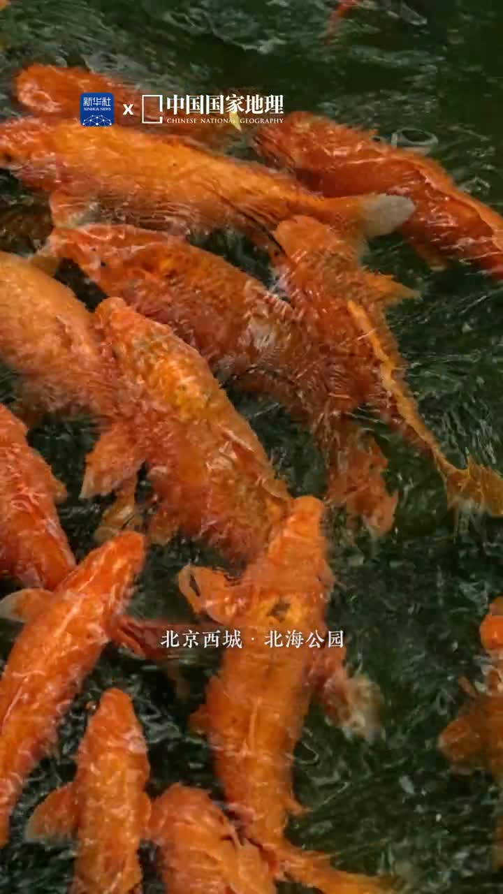 2024高考加油锦鲤送福好运来锦鲤色彩绚烂如水中牡丹被赋予美好的象征满池锦鲤如斑斓画卷让人心生欢喜