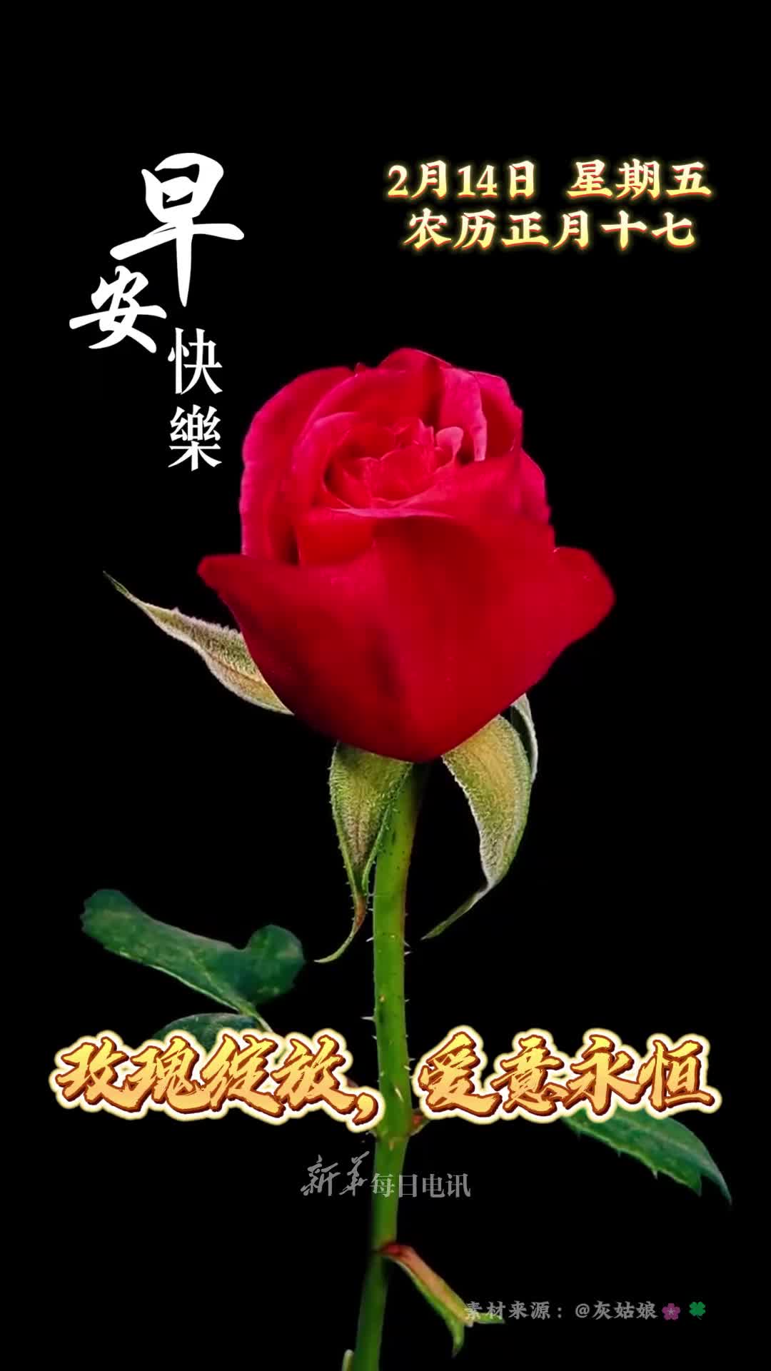 玫瑰绽放爱意永恒新的一天祝愿您与家人幸福被爱共赴山海早安