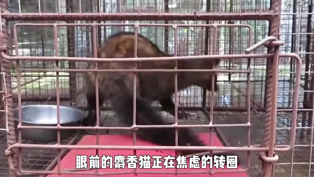 猫屎咖啡是如何制作的带你看一条残忍的生产链