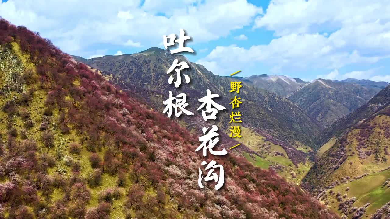 你们要的新疆伊犁吐尔根杏花沟来了还想看哪里评论区告诉我吧杏花怒放的场面是伊犁河谷中最气势磅礴的杏花如来势汹涌的潮水爬上山坡深入沟谷