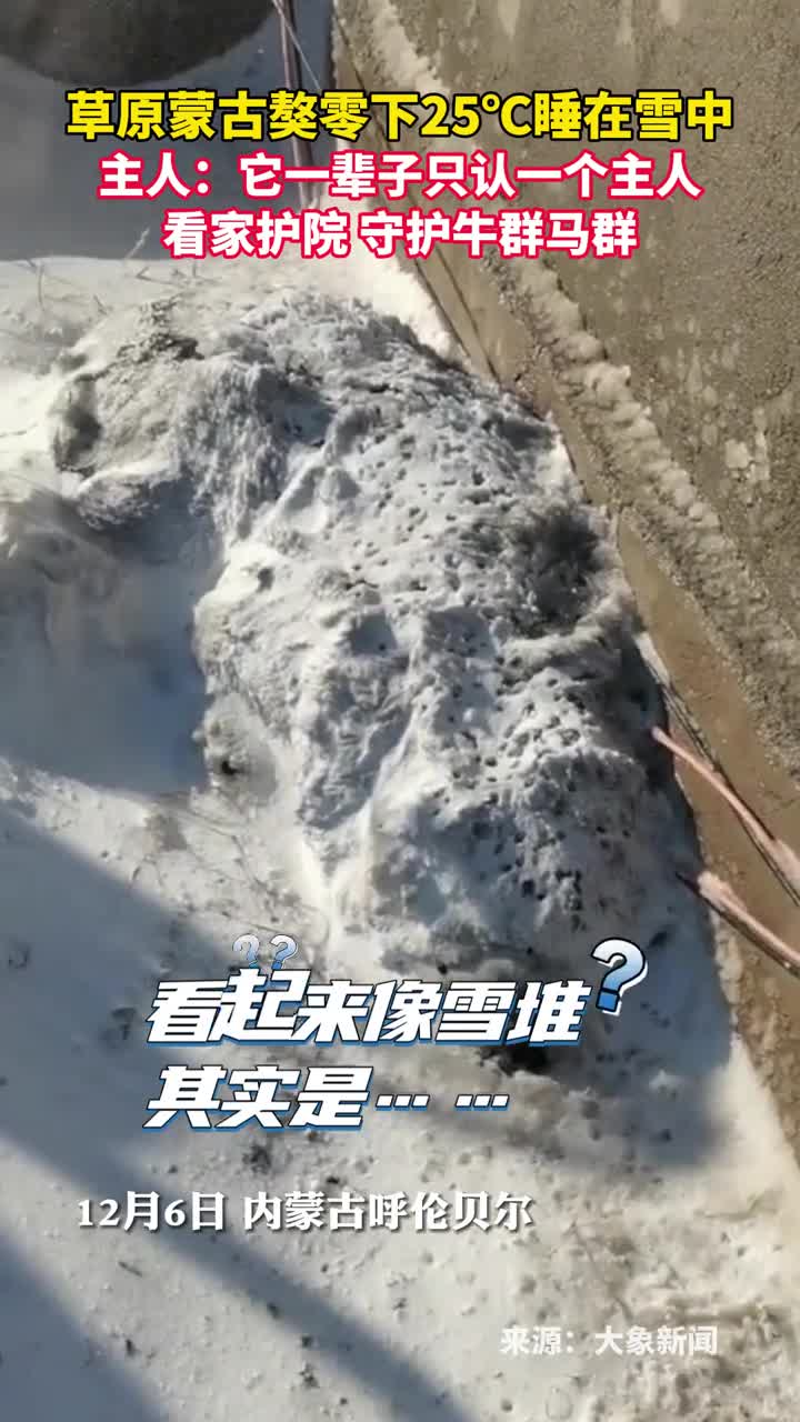 草原蒙古獒零下25睡在雪中主人它一辈子只认一个主人看家护院守护牛群马群