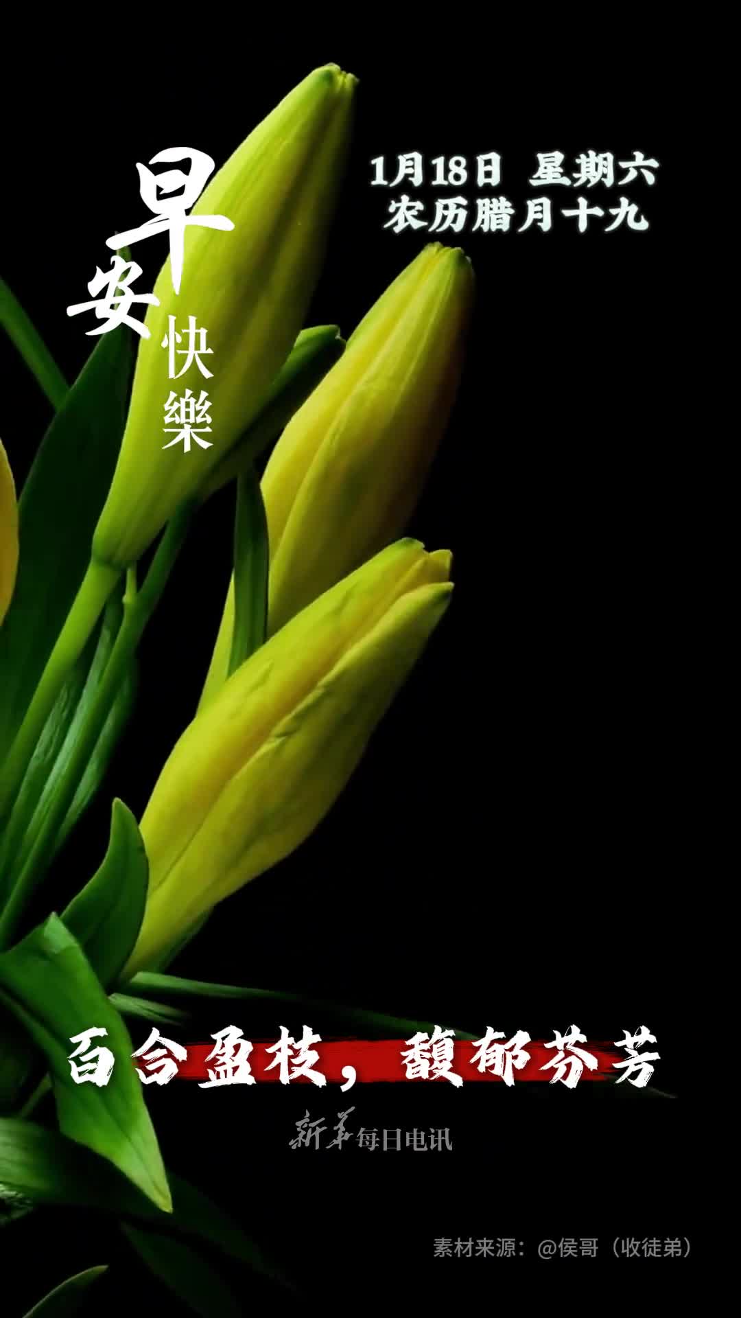 百合盈枝馥郁芬芳农历腊月十九祝您和家人福旺财旺幸福永久早安