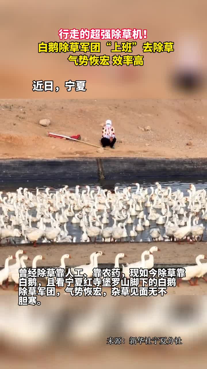 行走的超强除草机白鹅除草军团上班去除草气势恢宏效率高