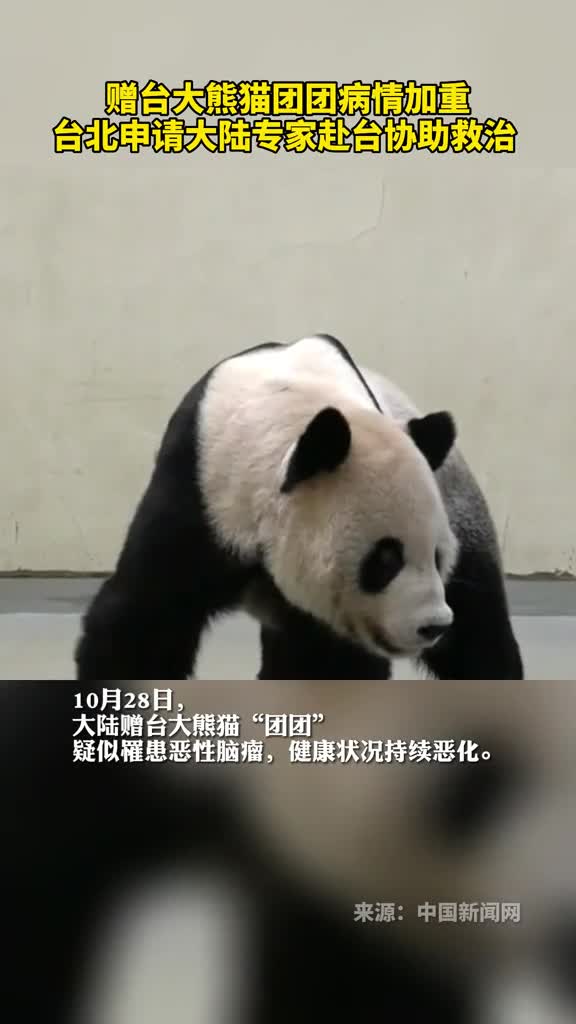 赠台大熊猫团团病情加重台北申请大陆专家赴台协助救治