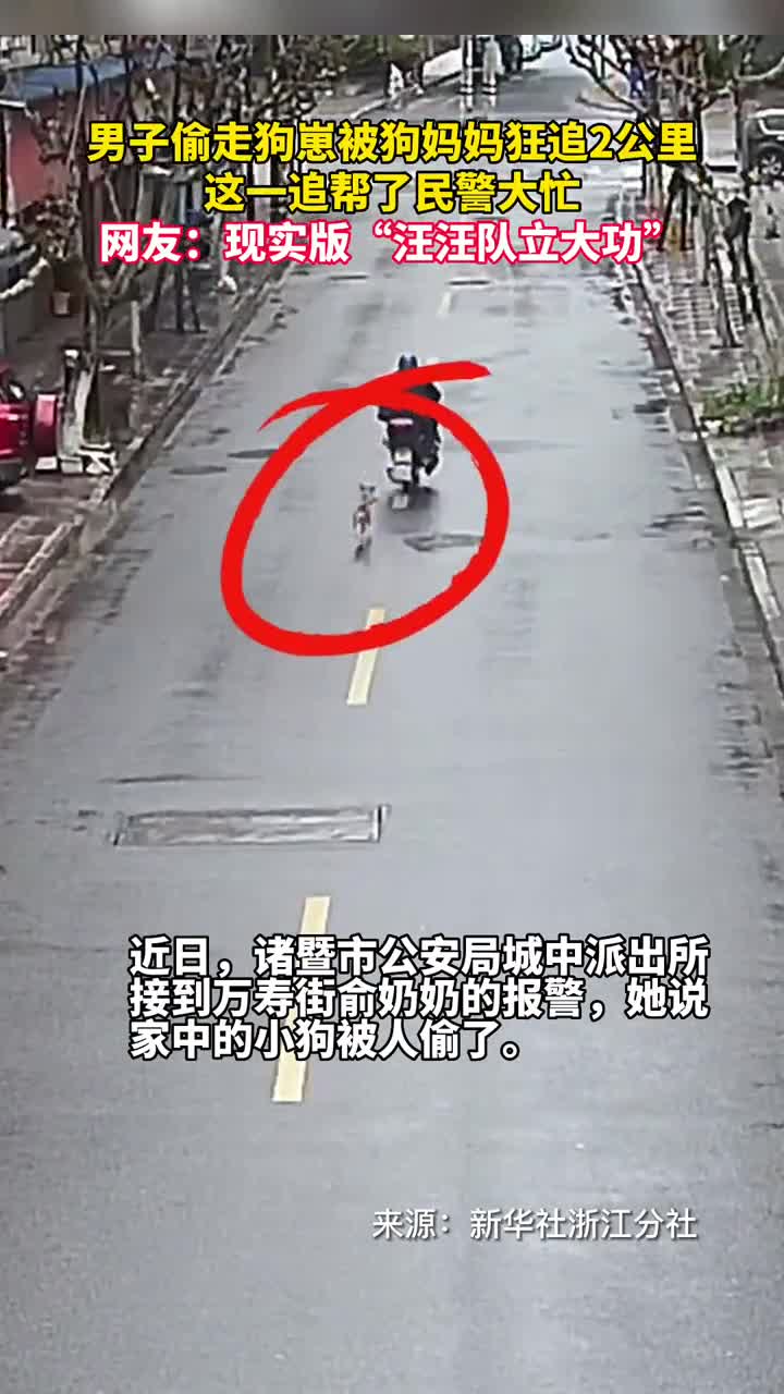 男子偷走狗崽被狗妈妈狂追2公里这一追帮了民警大忙网友现实版汪汪队立大功