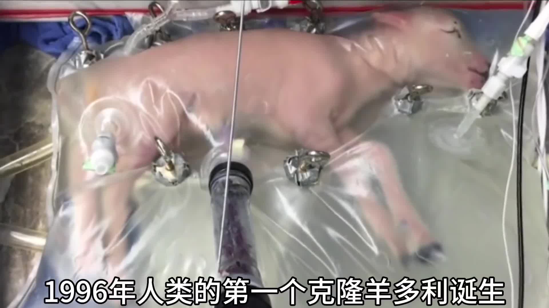 克隆羊多莉的晚年生活