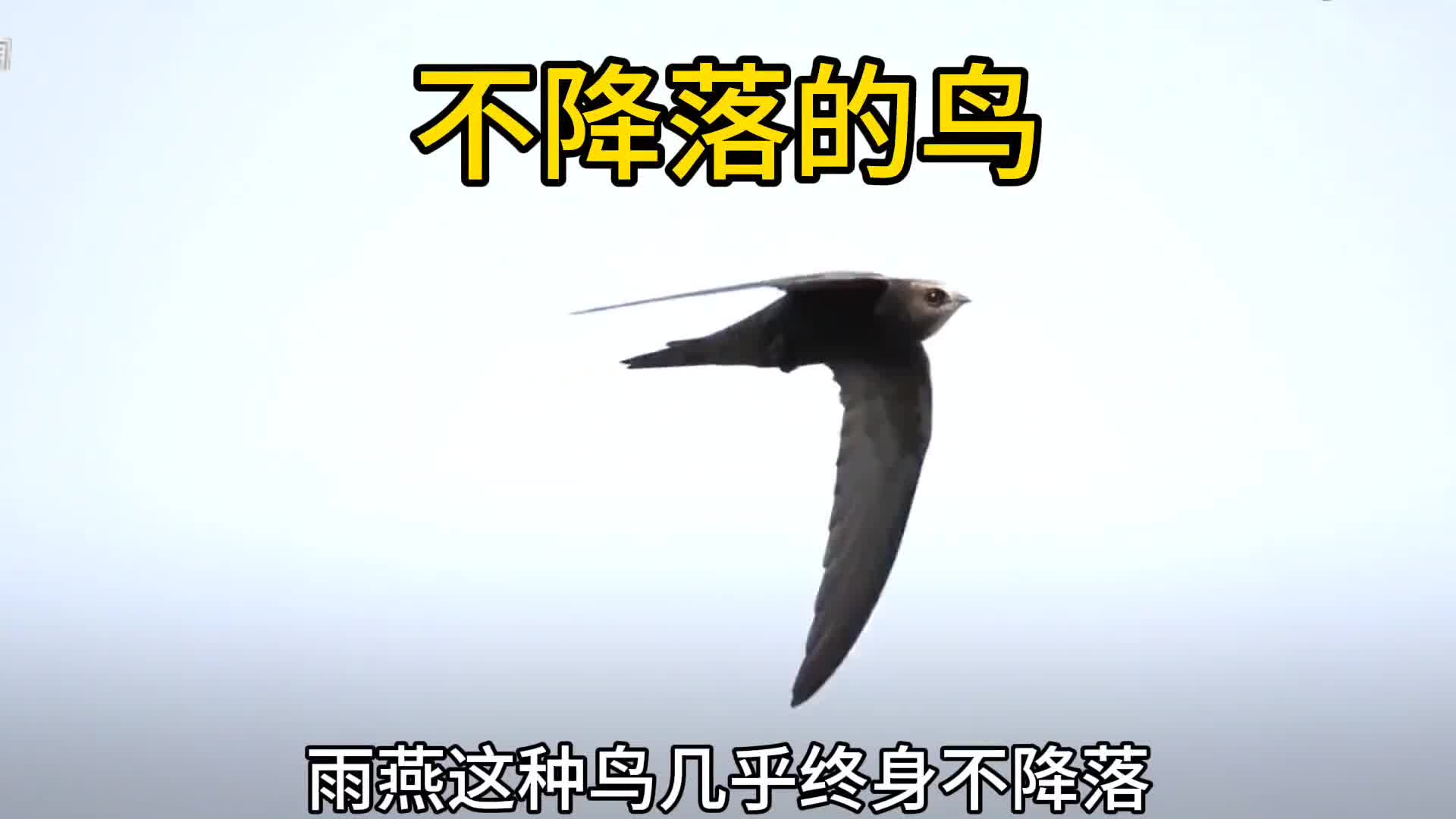 边飞边睡边飞边吃