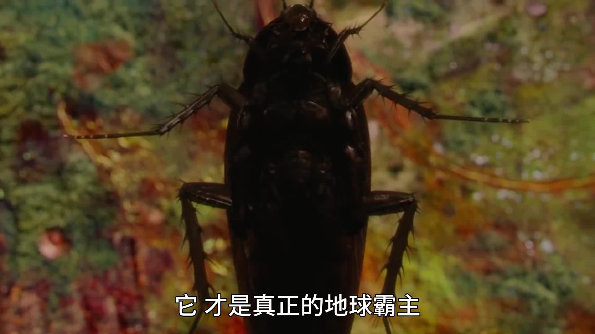 蟑螂都有哪些超能力要怎样才能消灭它们