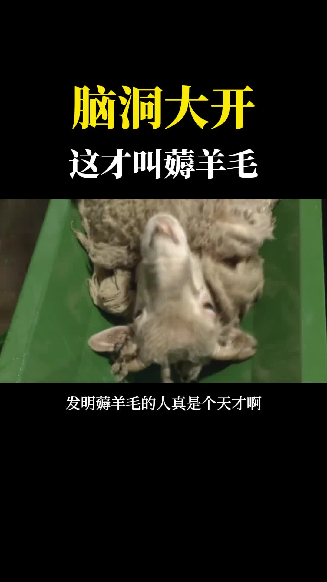 发明薅羊毛的人真是个天才就像脱衣服一样羊我的毛大衣呢