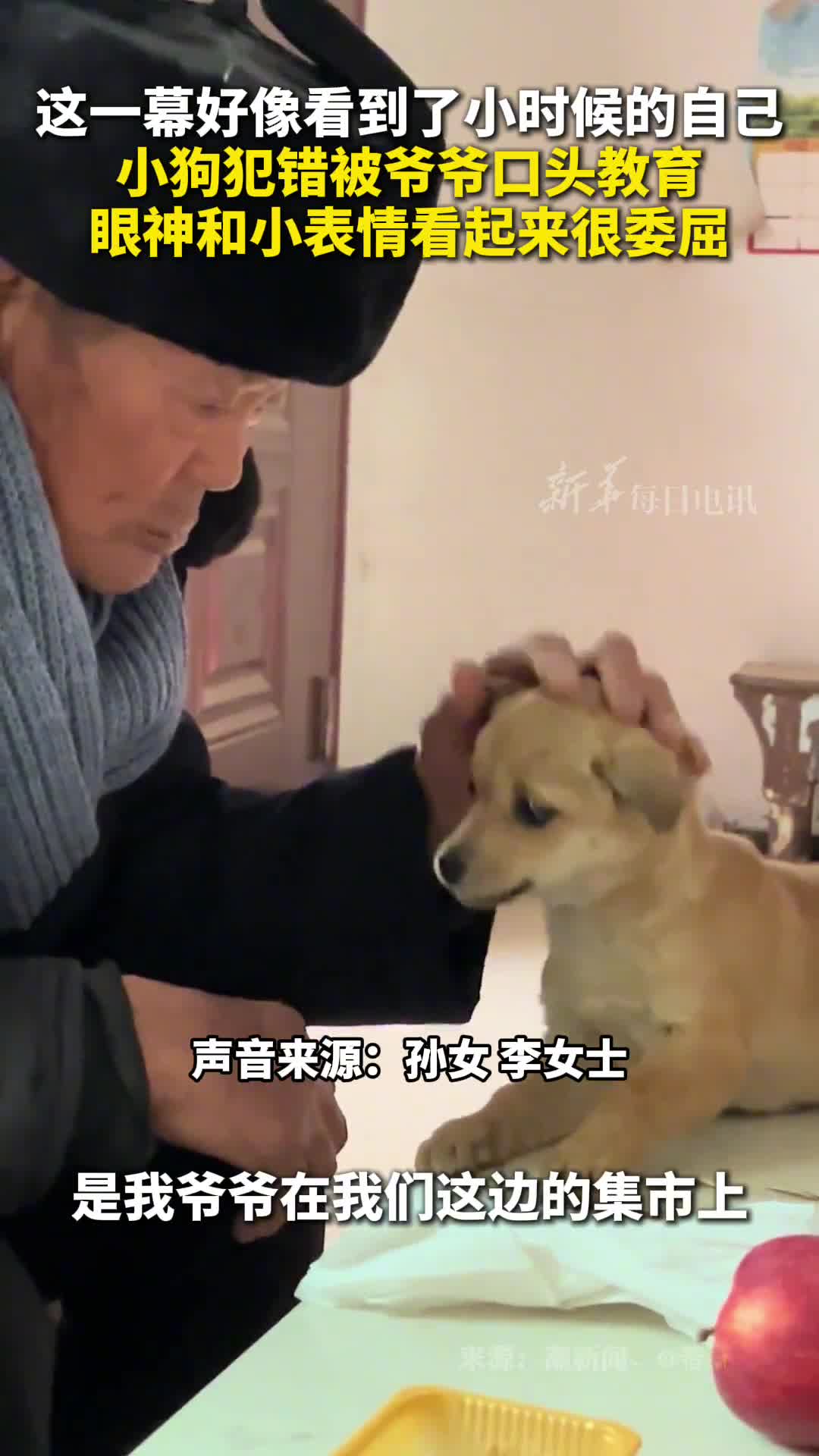 这一幕好像看到了小时候的自己小狗犯错被爷爷口头教育眼神和小表情看起来很委屈