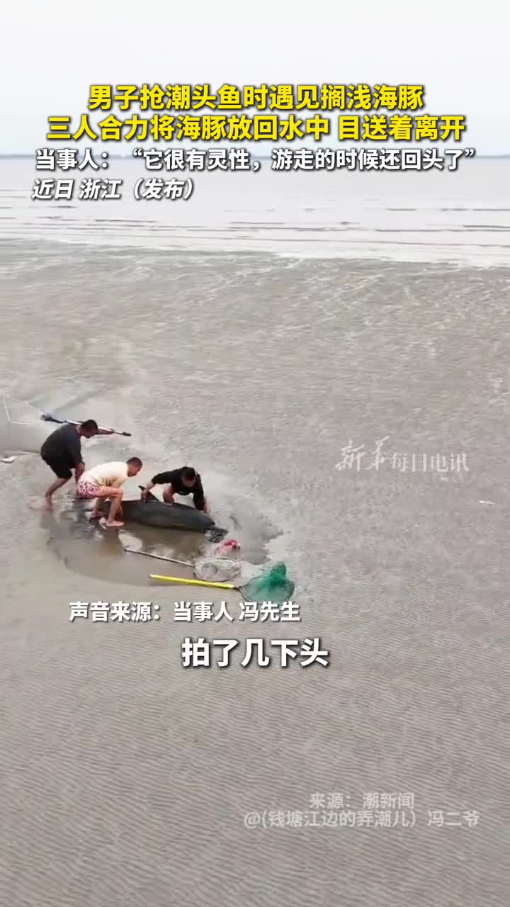 男子抢潮头鱼时遇见搁浅海豚三人合力将海豚放回水中目送着离开当事人它很有灵性