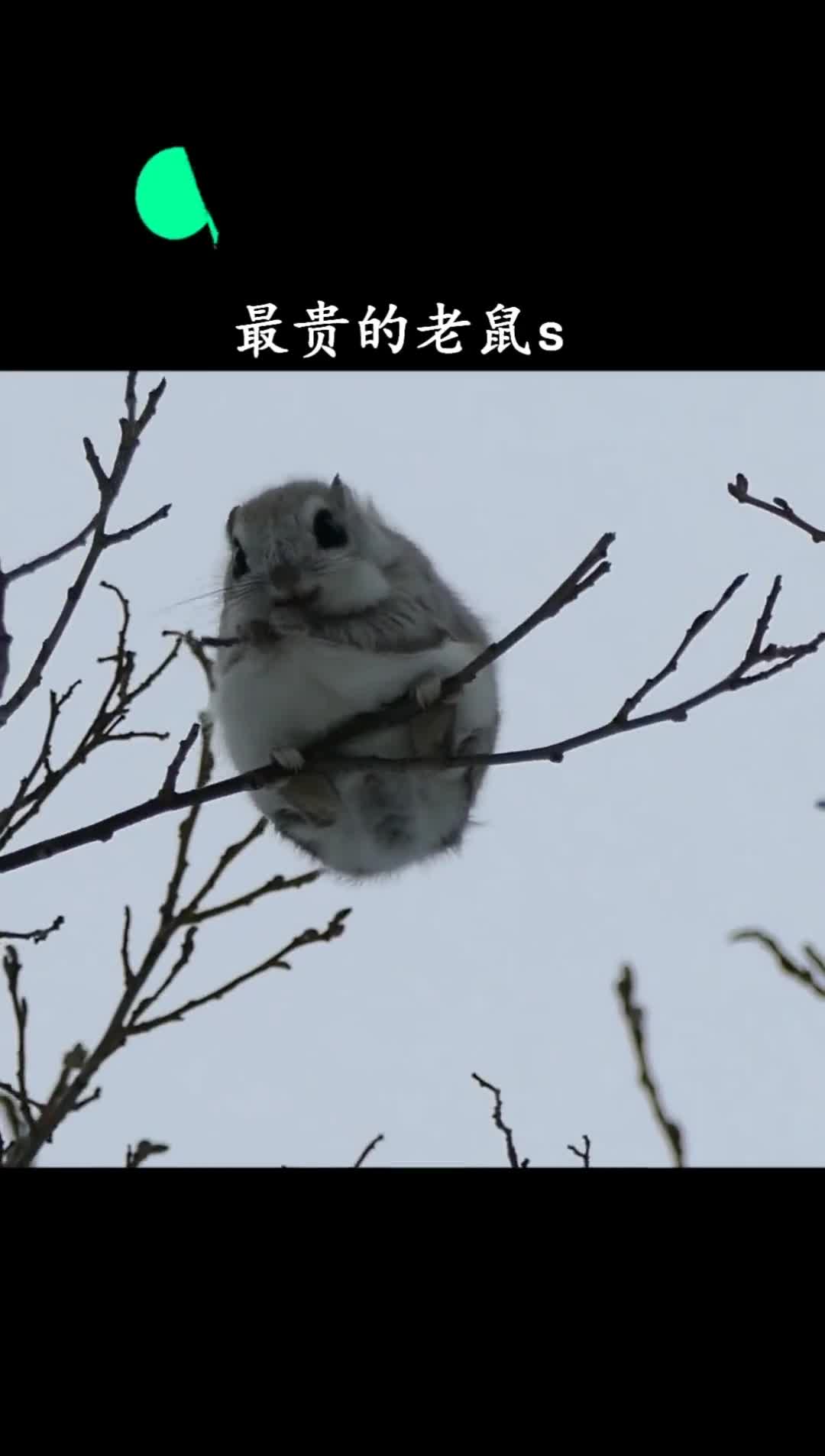 没想到啊这种老鼠屎也是好东西