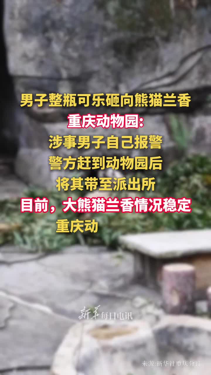 男子整瓶可乐砸向熊猫兰香重庆动物园已将涉事男子列入黑名单