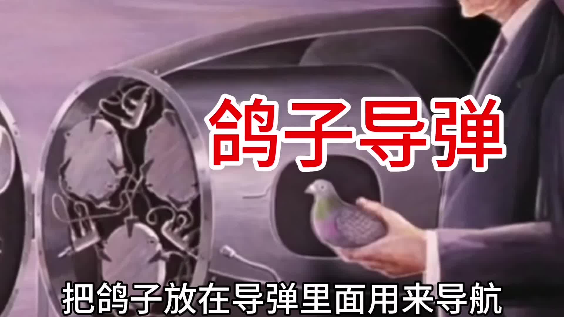 用鸽子做导弹军事上的奇思妙想