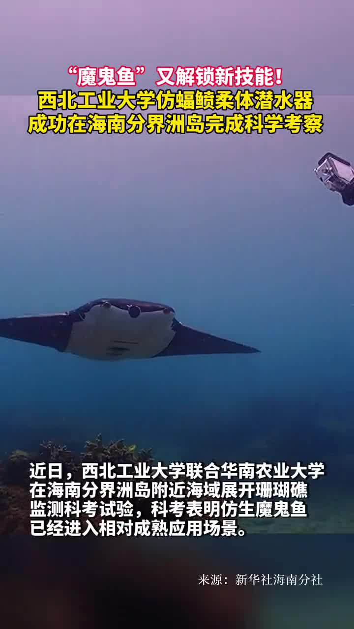 魔鬼鱼又解锁新技能西北工业大学仿蝠鲼柔体潜水器成功在海南分界洲岛完成科学考察