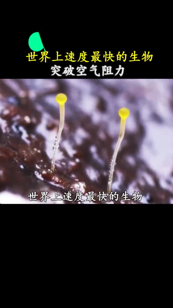 这么快的速度人类肉眼基本看不清动作
