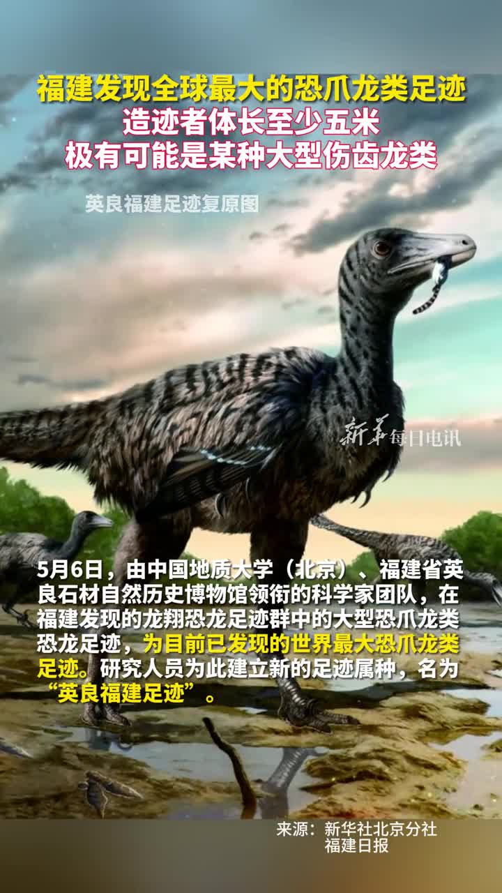福建发现全球最大的恐爪龙类足迹造迹者体长至少五米极有可能是某种大型伤齿龙类