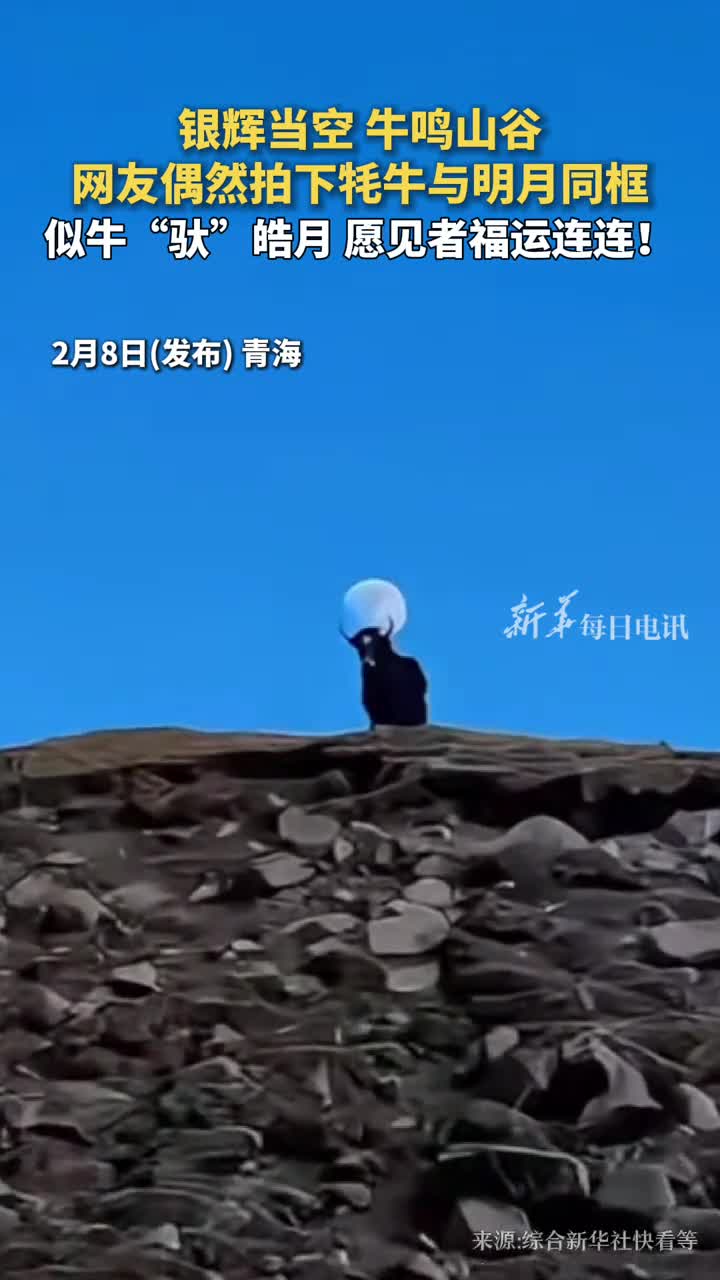银辉当空牛鸣山谷网友偶然拍下牦牛与明月同框似牛驮皓月愿见者福运连连