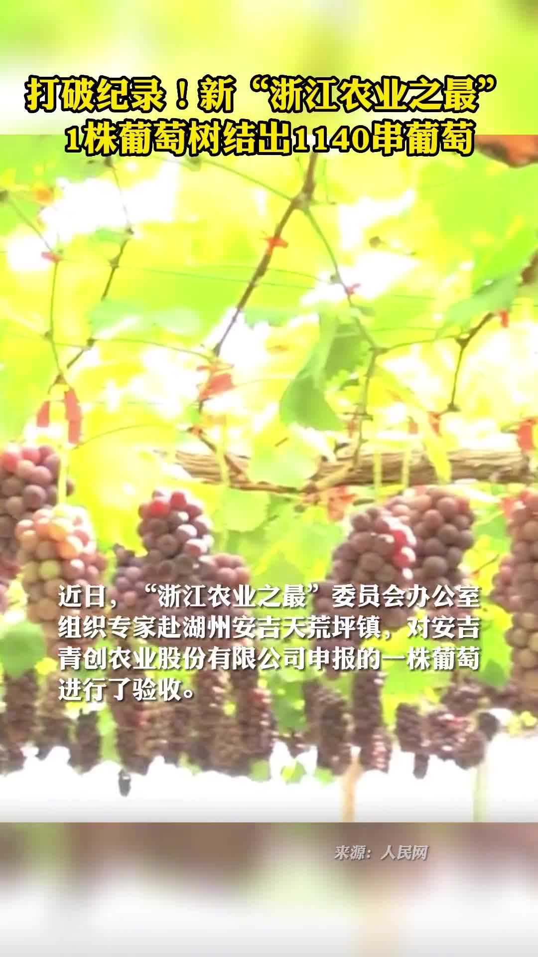 这葡萄树是来报恩的吧