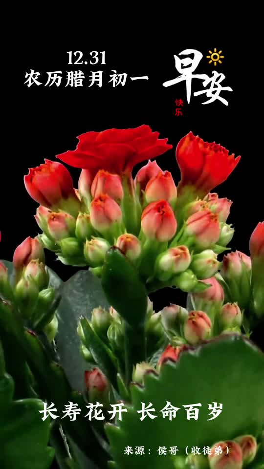长寿花开长命百岁农历腊月初一愿您身体健康笑口常开早安