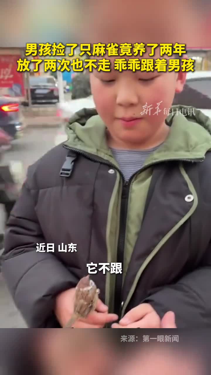 男孩捡了只麻雀竟养了两年放了两次也不走乖乖跟着男孩