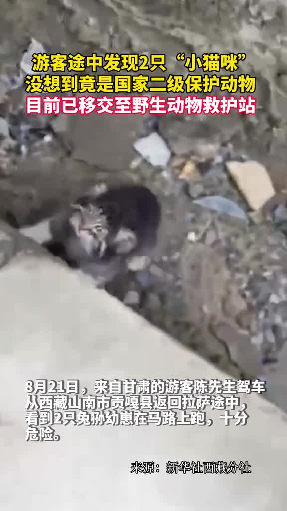 游客途中发现2只小猫咪没想到竟是国家二级保护动物目前已移交至野生动物救护站