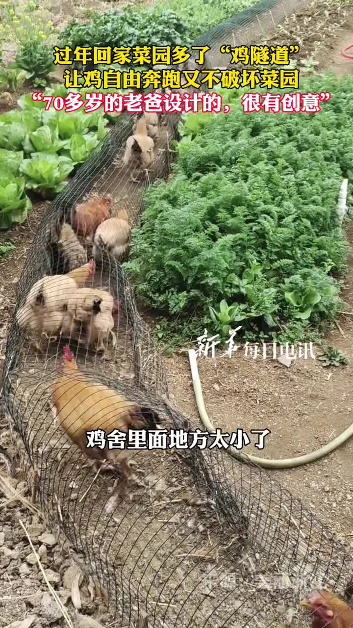 过年回家菜园多了鸡隧道让鸡自由奔跑又不破坏菜园70多岁的老爸设计的很有创意
