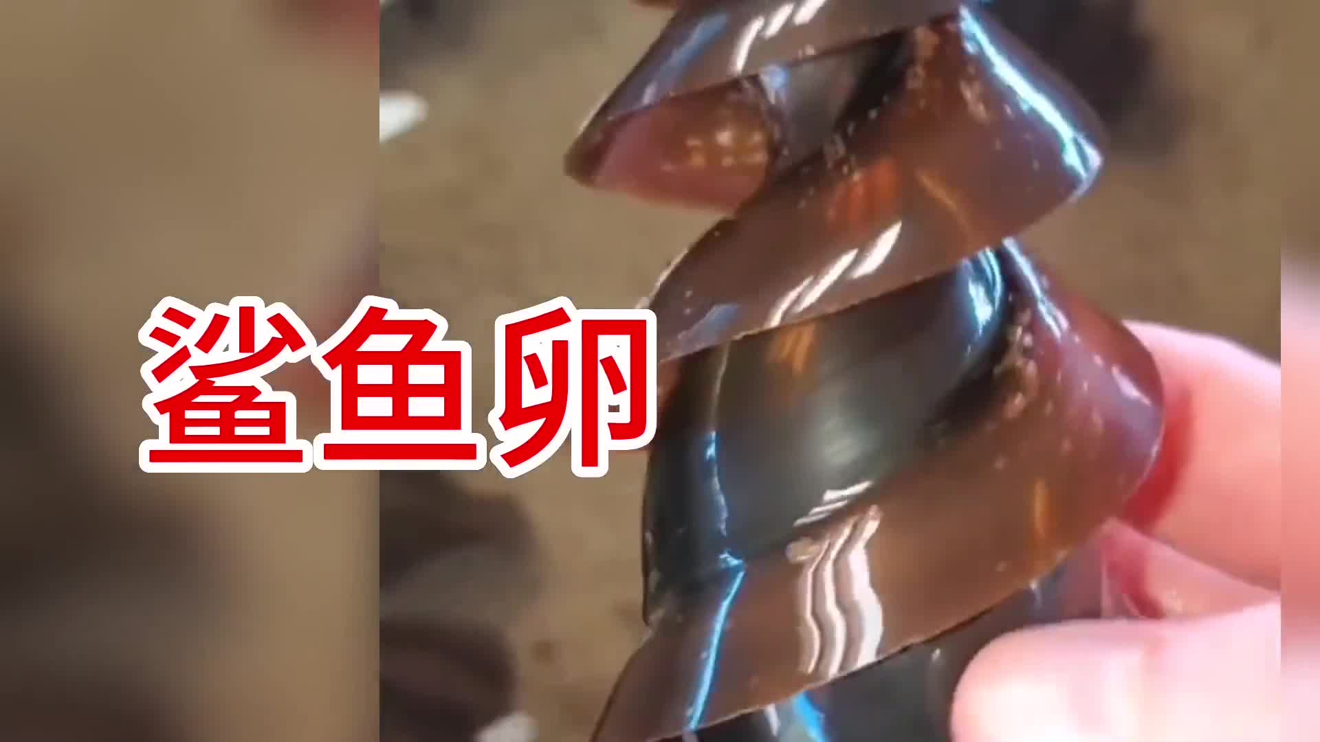 奇怪的鲨鱼卵螺旋形